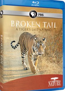 Broken Tail: Hành Trình Cuối Cùng Của Hổ